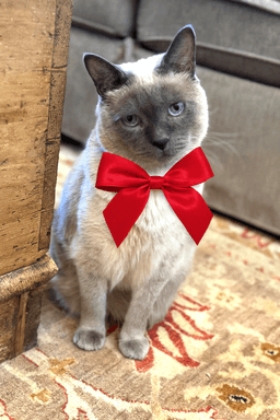 Pete the Cat